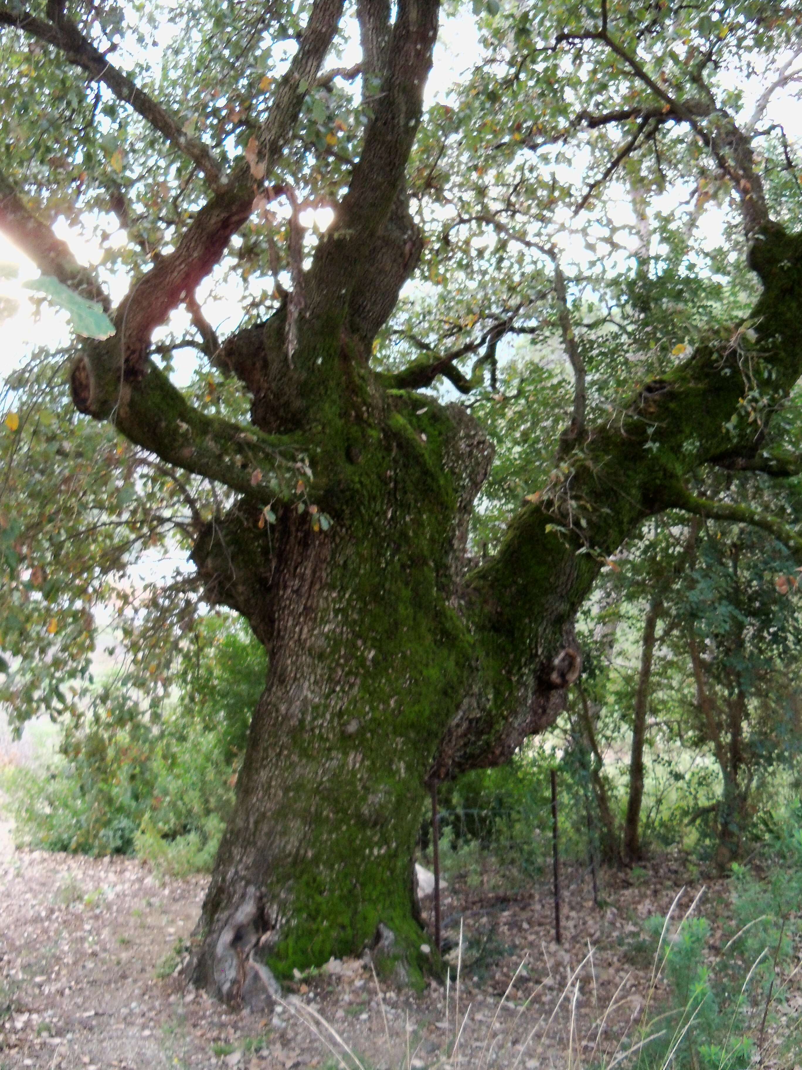 Image of Honeydew Oak