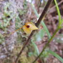 Image of Bulbophyllum catenarium Ridl.
