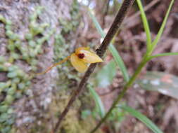 Image of Bulbophyllum catenarium Ridl.