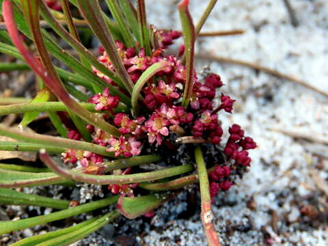 Imagem de Centella glabrata var. glabrata