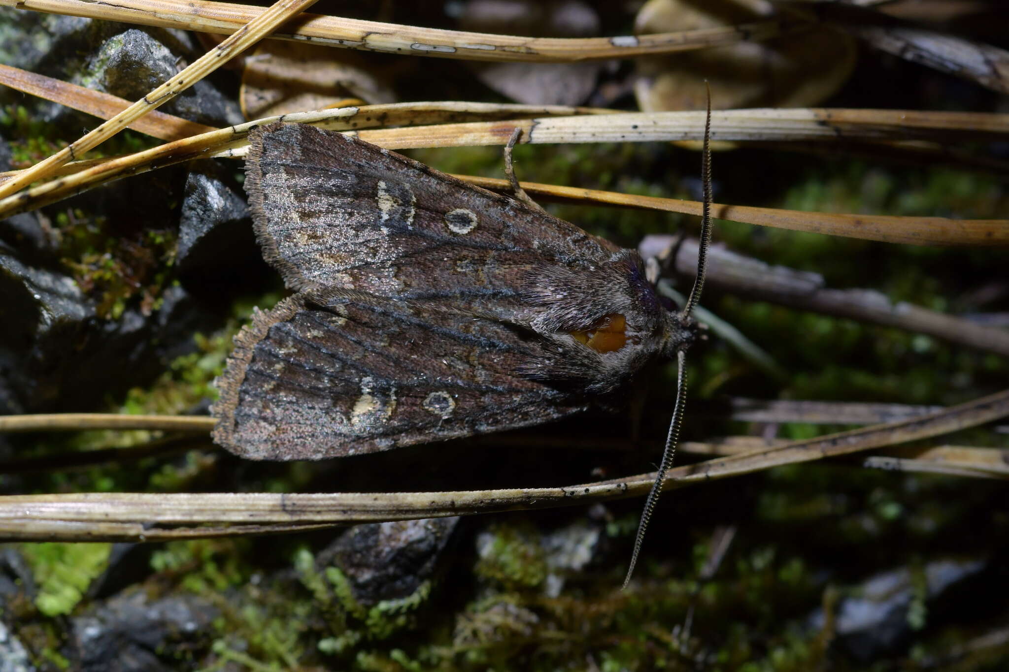 Image of Ichneutica agorastis