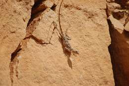 Image of Eritrean Ridgeback Agama