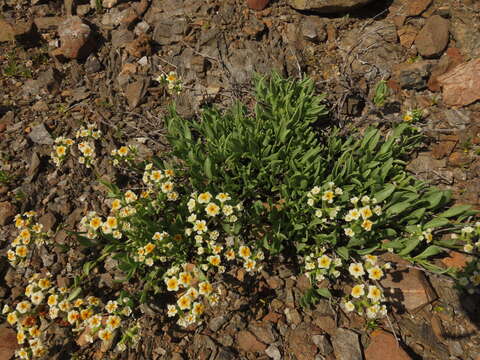 Image of Heliotropium floridum (A. DC.) Clos