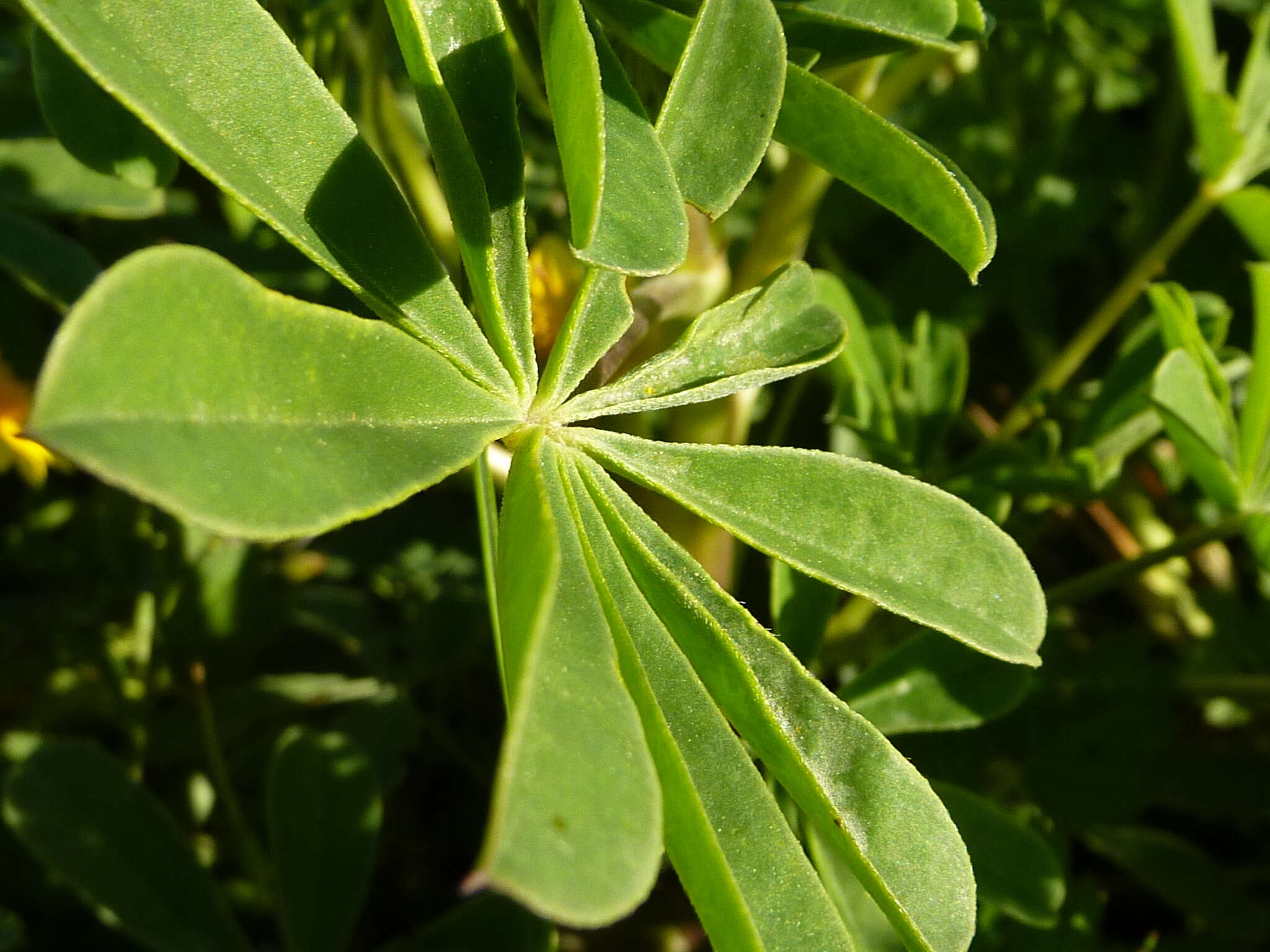 Image of hollowleaf annual lupine