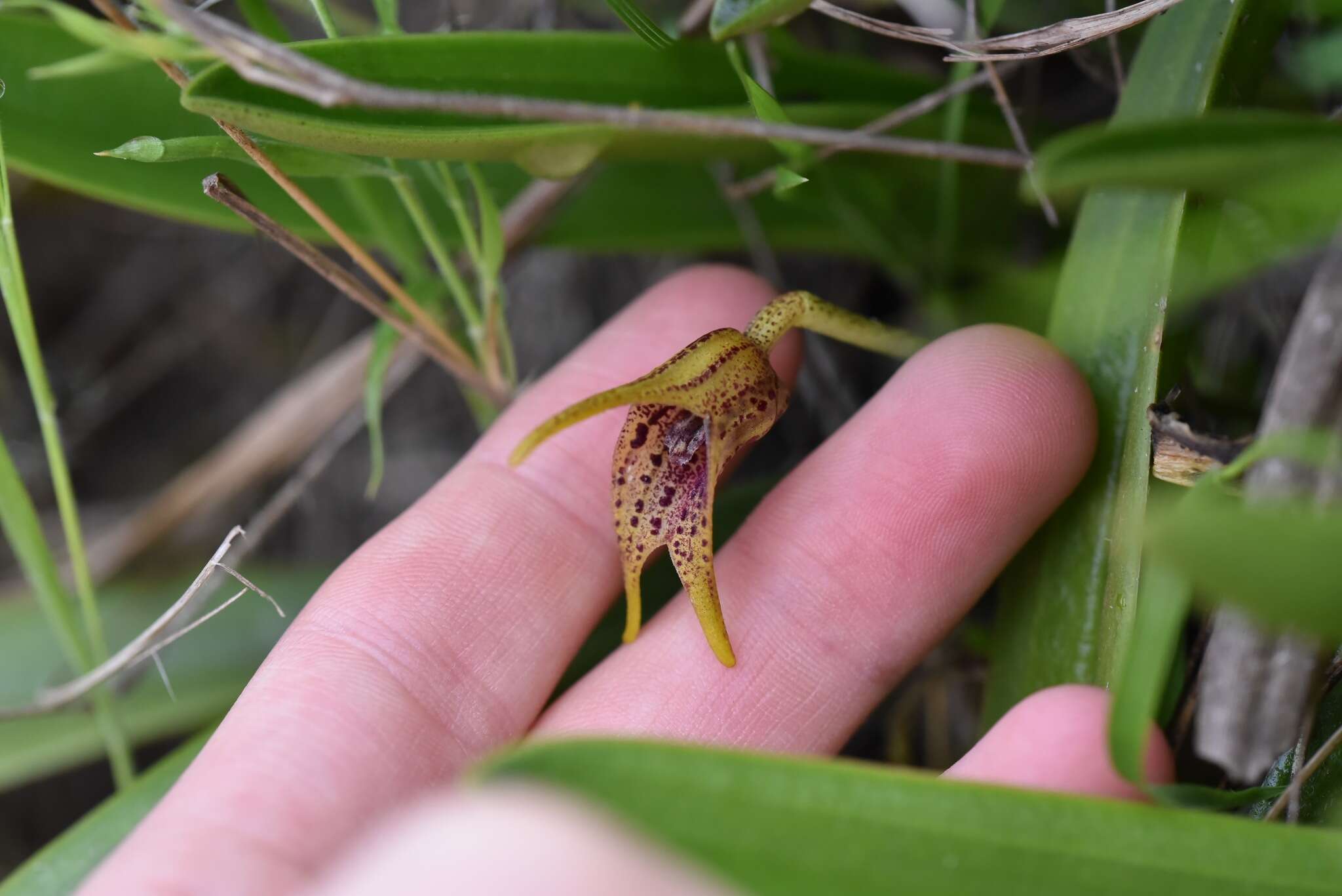 Image de Masdevallia bonplandii Rchb. fil.