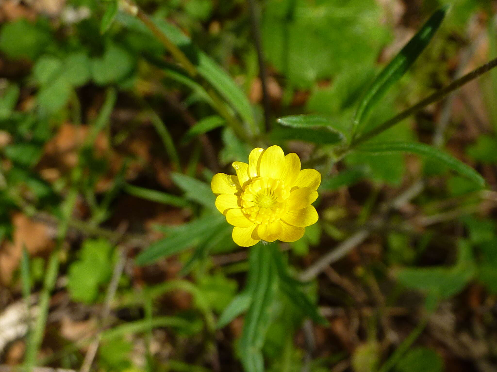 Image de Ranunculus californicus Benth.