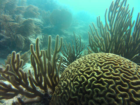 Image of Thin finger coral