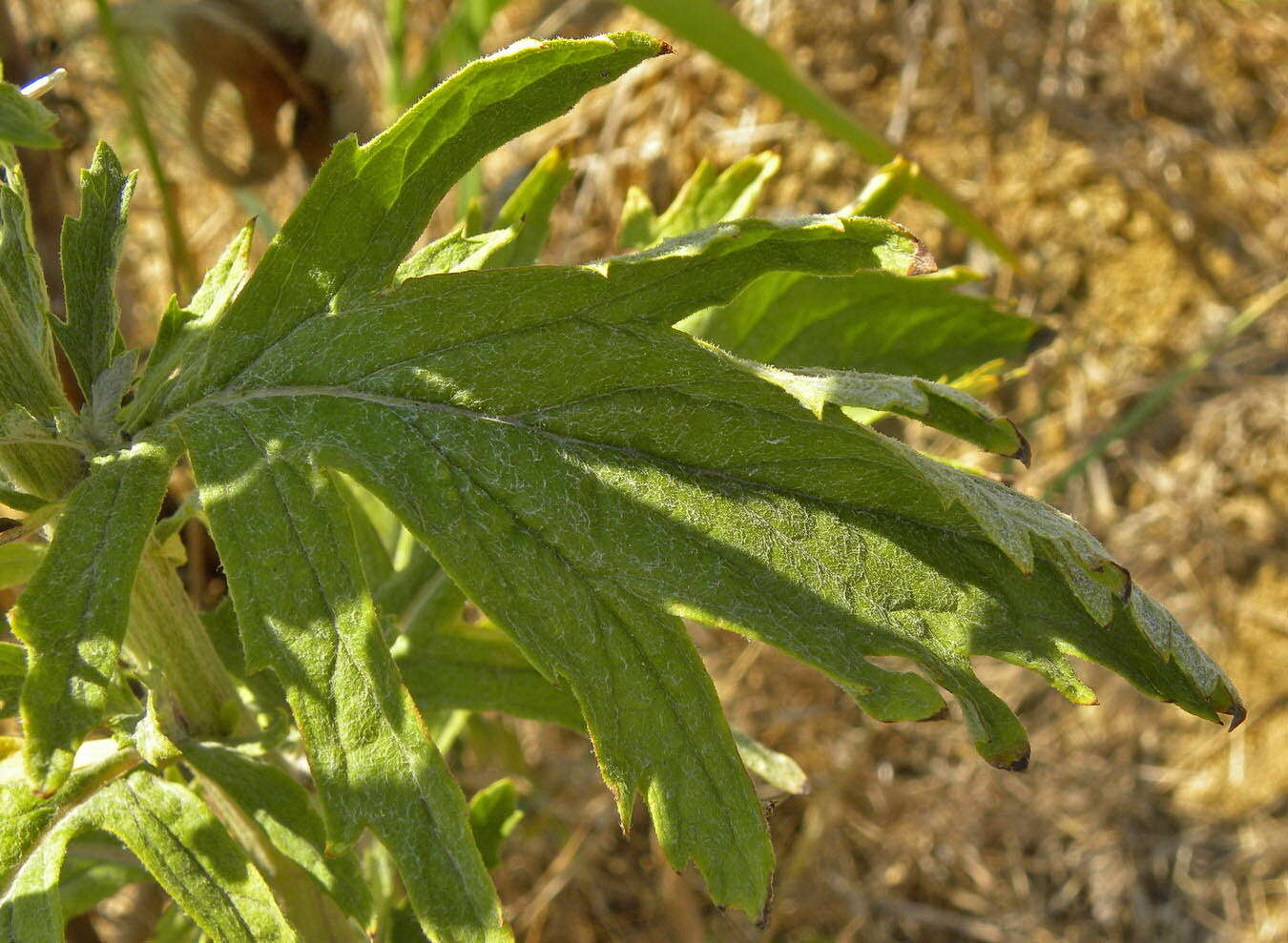 Jacobaea grandidentata (Ledeb.) Vasjukov的圖片