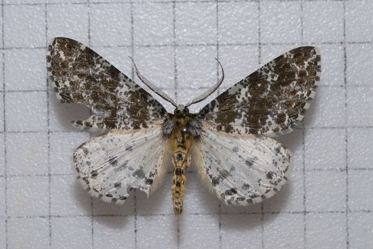 Image of <i>Arichanna picaria</i> Wileman 1910