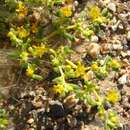 Image de Tetraena simplex (L.) Beier & Thulin