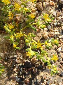 Image of Tetraena simplex (L.) Beier & Thulin