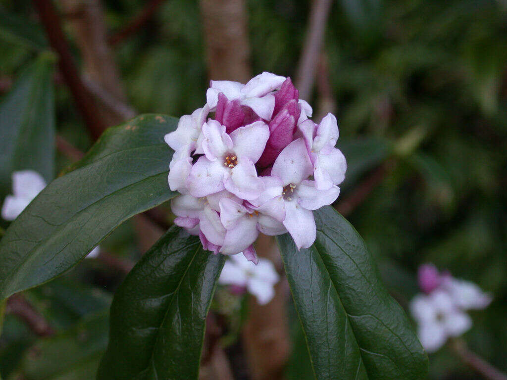 Image of daphne