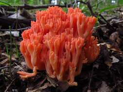 Image of Ramaria subbotrytis (Coker) Corner 1950