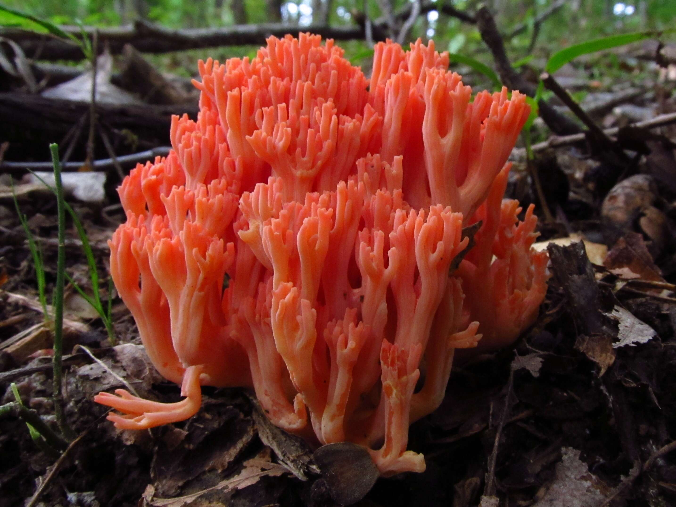 Image of Ramaria subbotrytis (Coker) Corner 1950