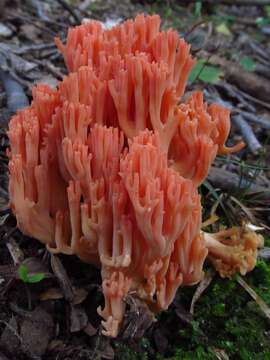 Image of Ramaria subbotrytis (Coker) Corner 1950