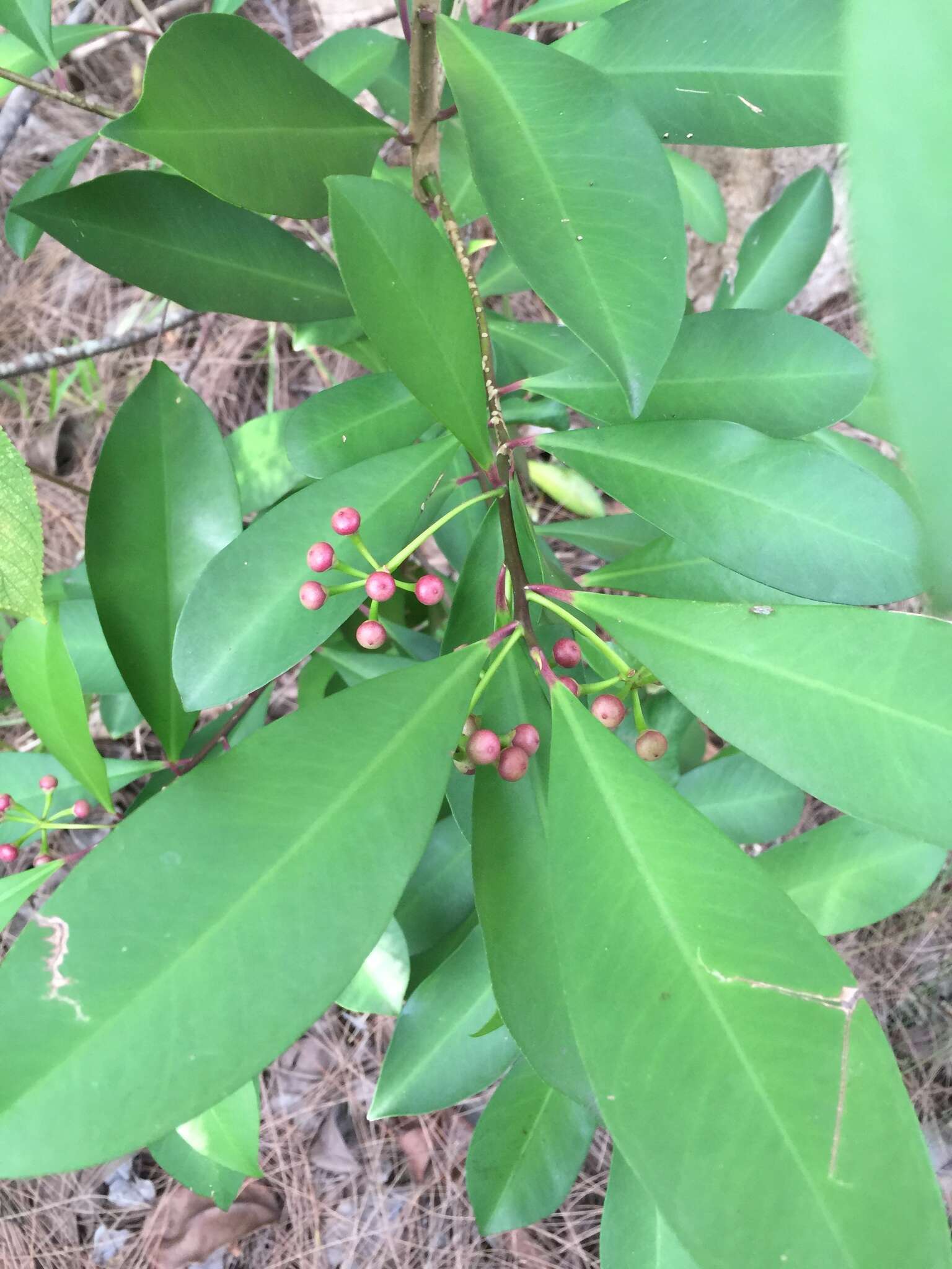 Слика од Ardisia elliptica Thunb.