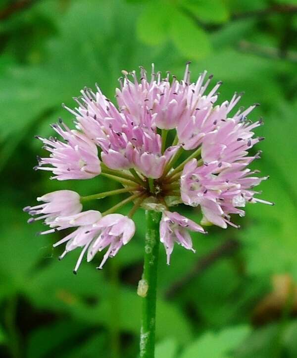 Image of Allium strictum Schrad.