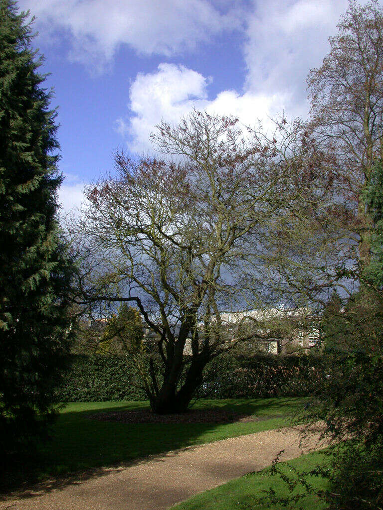 Image of Judas-tree