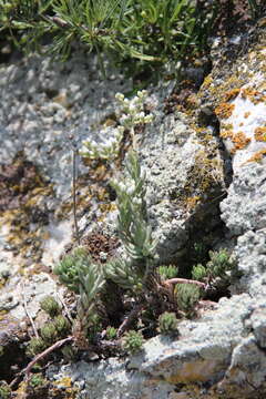 Sivun Petrosedum subulatum (C. A. Mey.) Afferni kuva