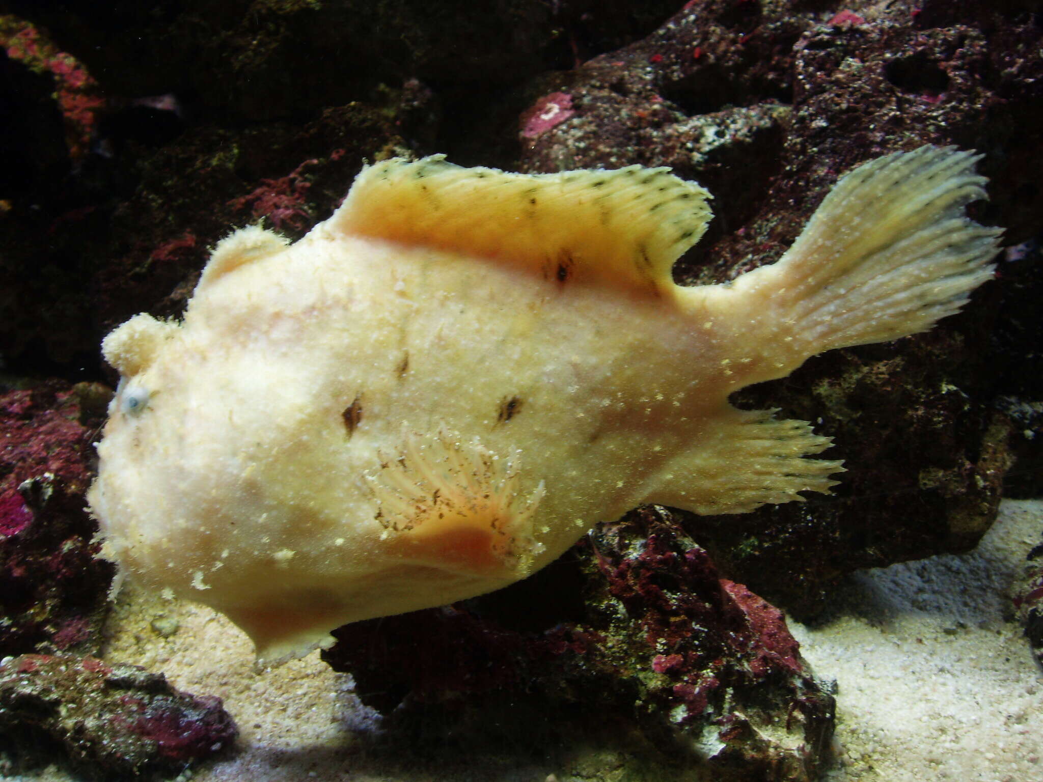 Image of Wartskin anglerfish
