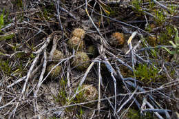 Image of <i>Hamatocactus setispinus</i>