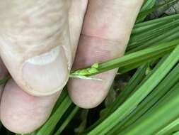 Image of Cumberland sedge