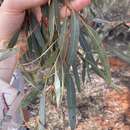 Image of Eucalyptus mannensis subsp. vespertina L. A. S. Johnson & K. D. Hill