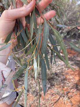 Image of Eucalyptus mannensis subsp. vespertina L. A. S. Johnson & K. D. Hill