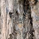 Image of Argiope mascordi Levi 1983