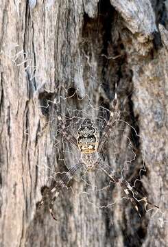 Imagem de Argiope mascordi Levi 1983