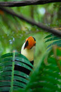 Image of Toco Toucan