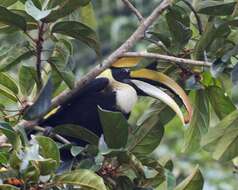 Image of Great Indian Hornbill