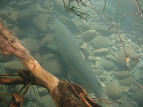 Image of Chinook Salmon