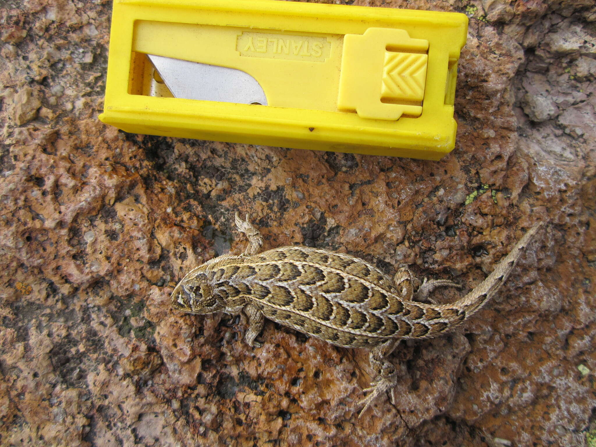 Image of Goldman's Bunchgrass Lizard