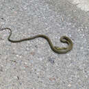 Image of Japanese Rat Snake