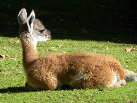 Image of Guanaco