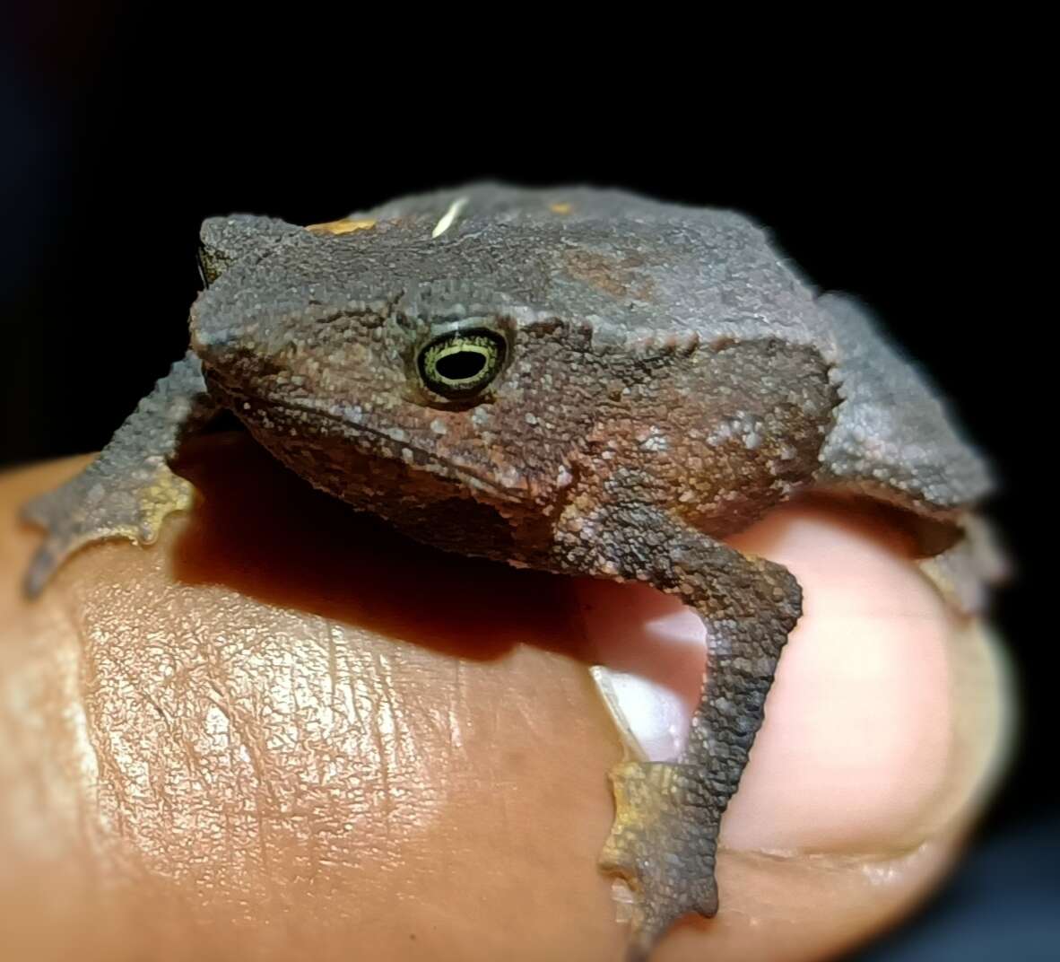 Sivun Rhinella festae (Peracca 1904) kuva