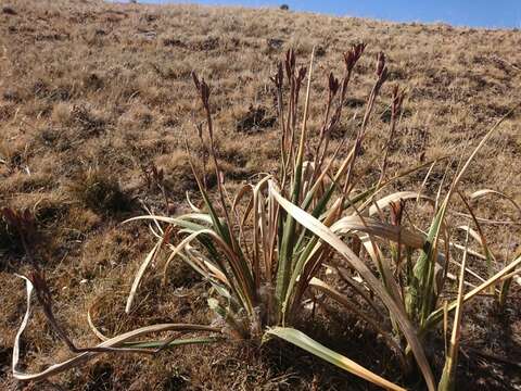 Image of Moraea alticola Goldblatt