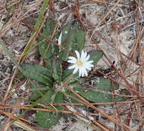 Image of woolly sunbonnets