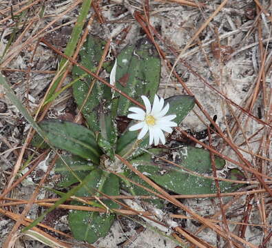 Chaptalia tomentosa Vent.的圖片