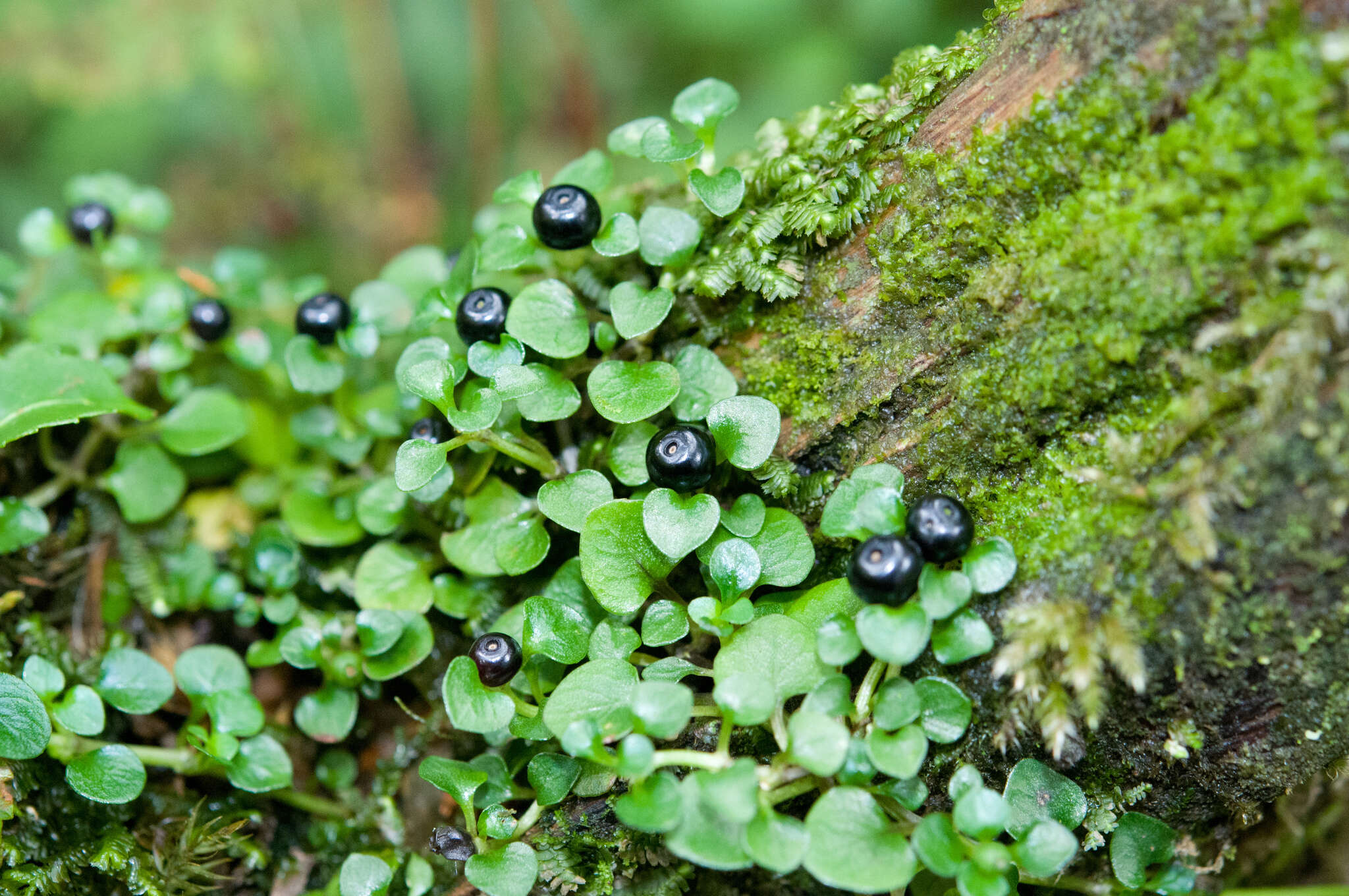 Image of Nertera nigricarpa Hayata