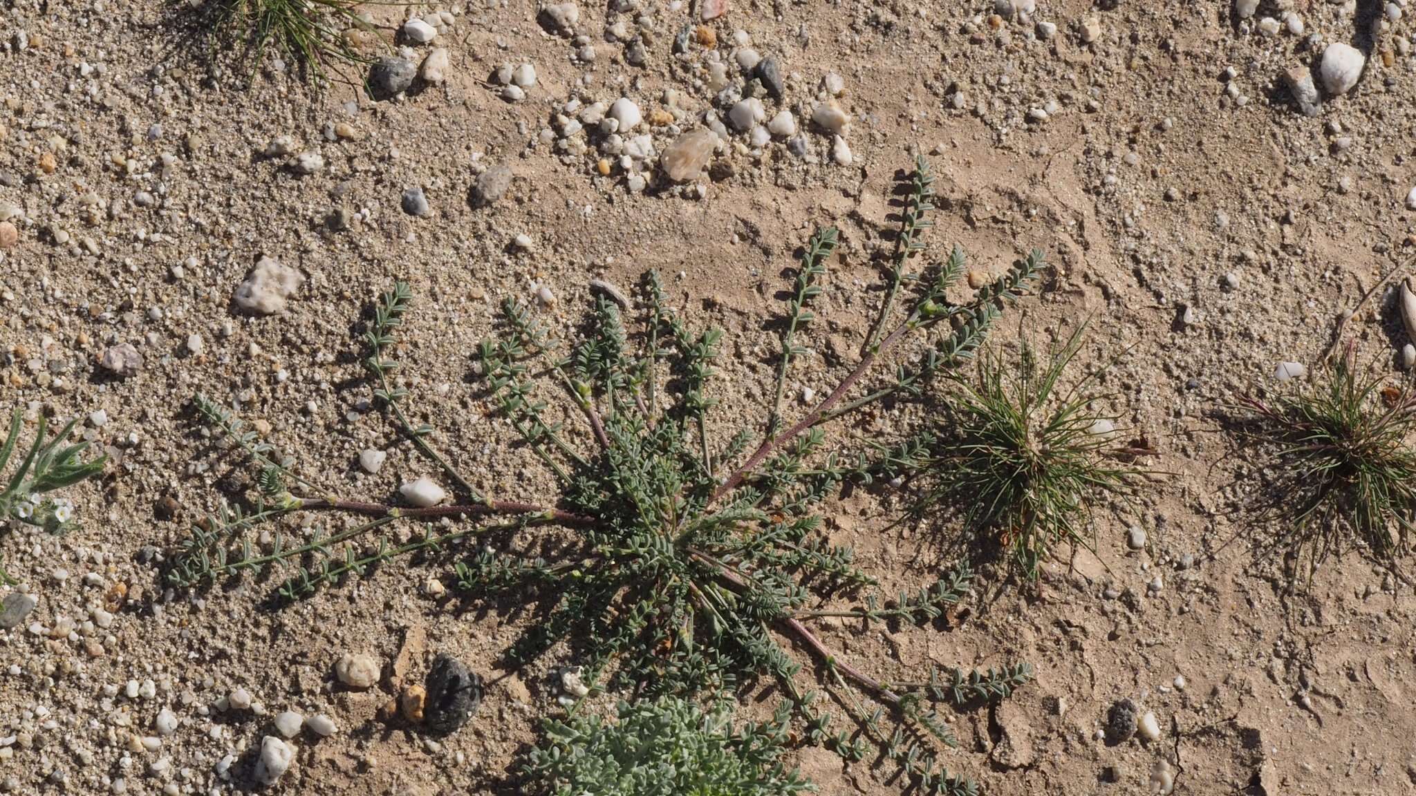 Imagem de Astragalus didymocarpus var. dispermus (A. Gray) Jeps.