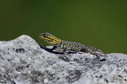 صورة Sceloporus minor Cope 1885