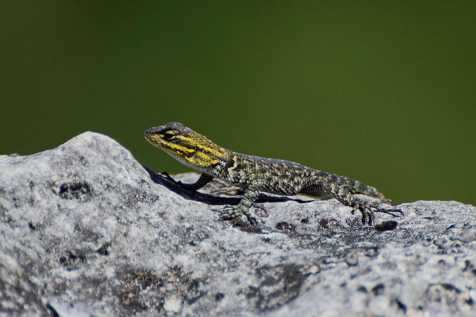 صورة Sceloporus minor Cope 1885