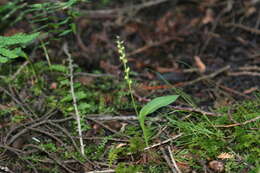 Image de Malaxis monophyllos var. brachypoda (A. Gray) P. Morris & Eames