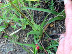 Image of Hesperantha falcata (L. fil.) Ker Gawl.