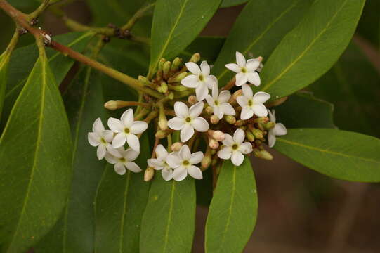 Image of African wintersweet