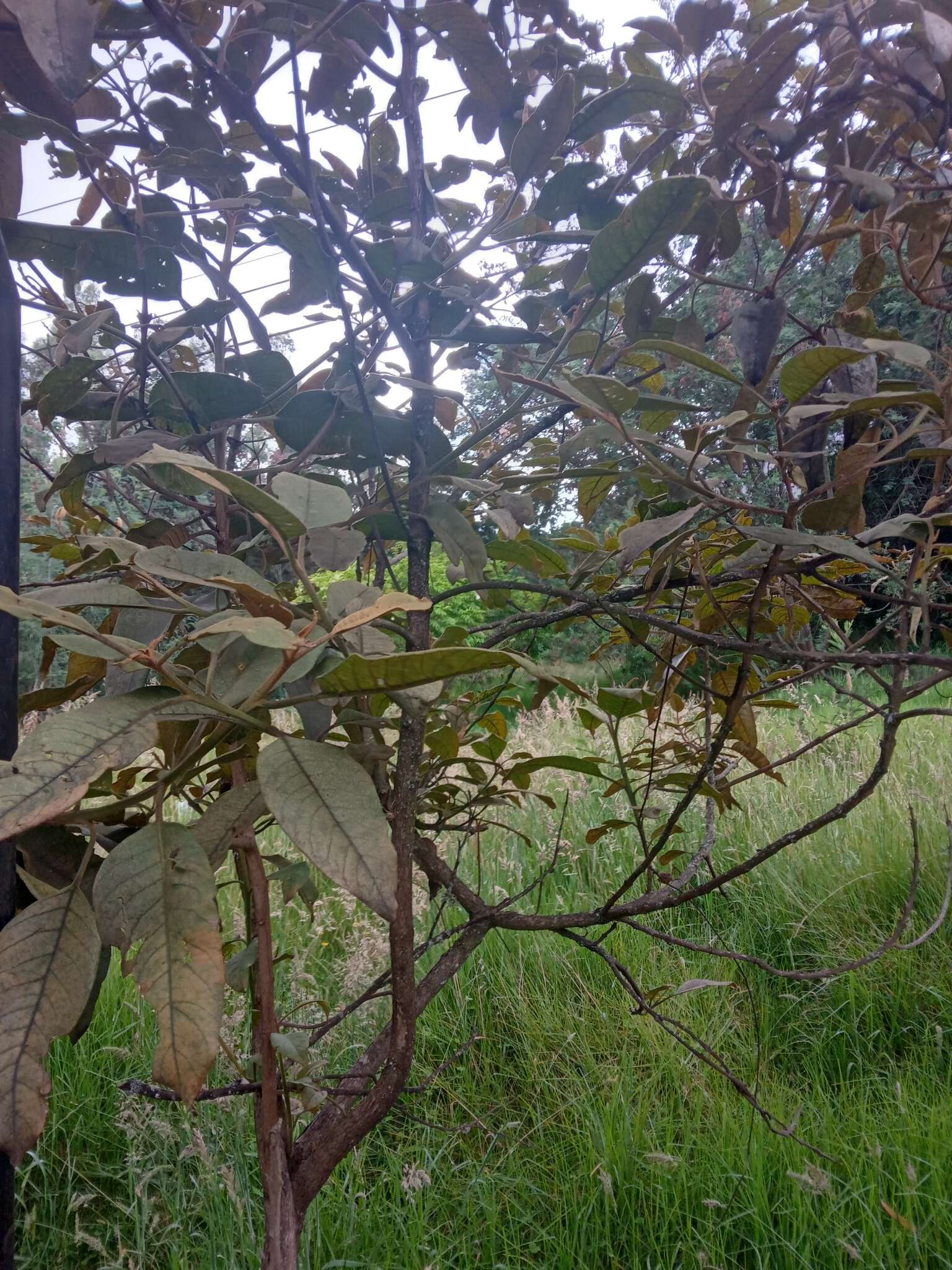 Image of Citharexylum subflavescens S. F. Blake