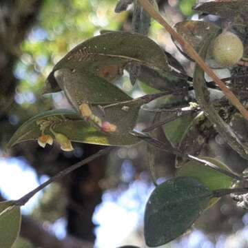 Image of Lepanthes disticha (A. Rich. & Galeotti) Garay & R. E. Schult.