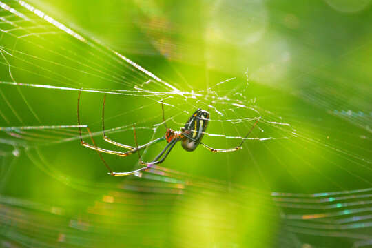 Image of Leucauge argyra (Walckenaer 1841)